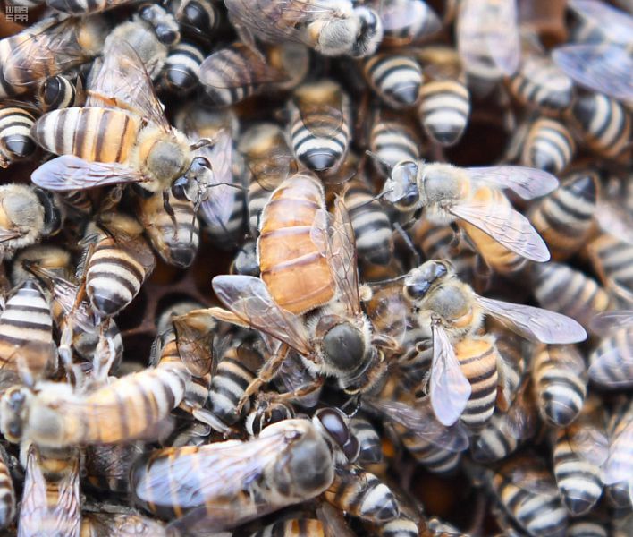 النحل البلدي